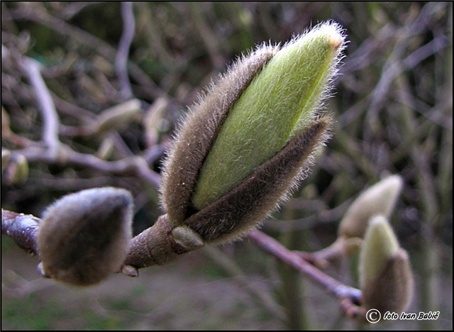 magnolija pup